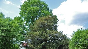 The Yew Tree in Vilemovice / Тис у Вільемовіце